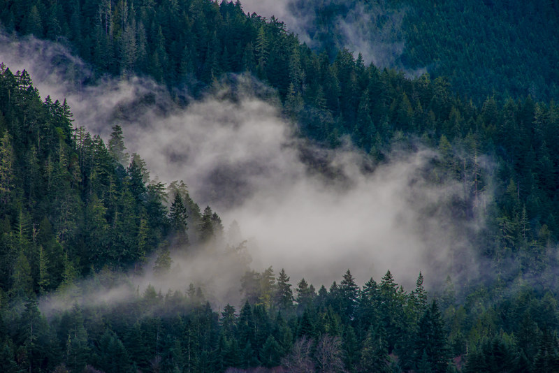 Low fog bank rolling through dense Pacific Northwest forest, telephoto compression flattening the layers